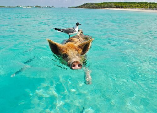 Guided Tours Nassau Bahamas